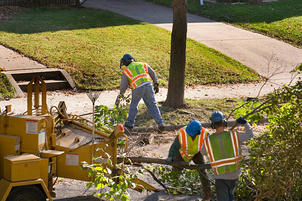 How Our Tree Care Process Works  in Diamond, IL